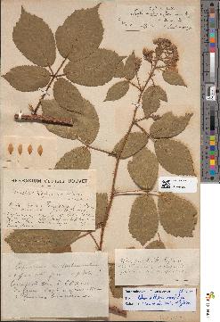 spécimen de Rubus melanoxylon