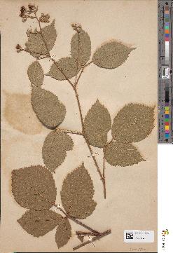 spécimen de Rubus melanoxylon