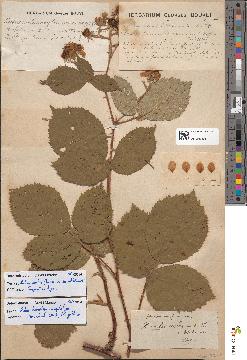 spécimen de Rubus melanoxylon