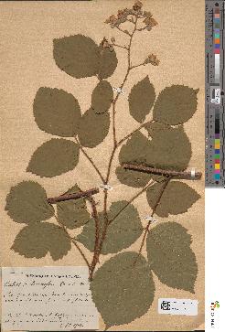 spécimen de Rubus melanoxylon