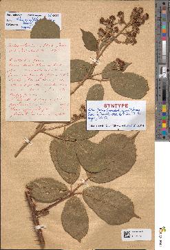 spécimen de Rubus apiculatiformis