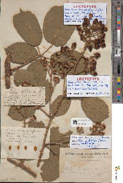 spécimen de Rubus apiculatiformis