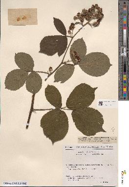 spécimen de Rubus gratiosus