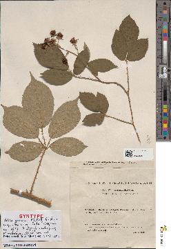 spécimen de Rubus gratiosus