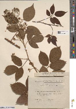 spécimen de Rubus colemannii