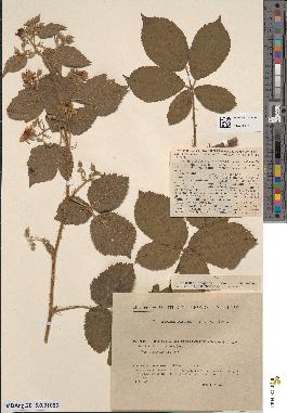 spécimen de Rubus schmidelyanus