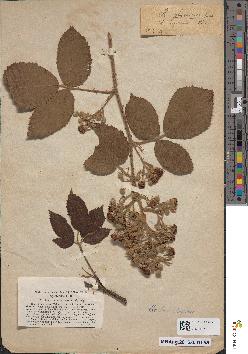 spécimen de Rubus schmidelyanus