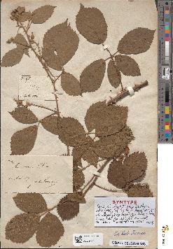 spécimen de Rubus lasiothyrsus