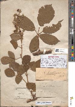 spécimen de Rubus lasiothyrsus