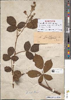 spécimen de Rubus lasiothyrsus