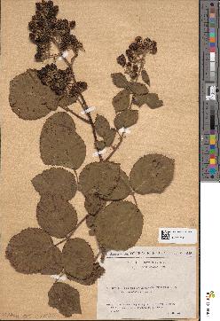 spécimen de Rubus multivagus