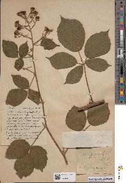 spécimen de Rubus colemannii