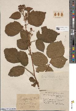 spécimen de Rubus colemannii