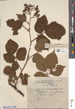 spécimen de Rubus colemannii