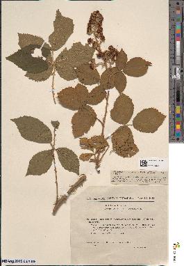 spécimen de Rubus colemannii