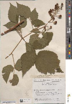 spécimen de Rubus sp.