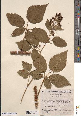 spécimen de Rubus sp.