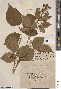 spécimen de Rubus sp.