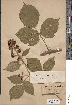 spécimen de Rubus sp.