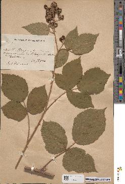 spécimen de Rubus sp.