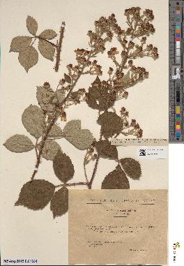 spécimen de Rubus × flavidulus