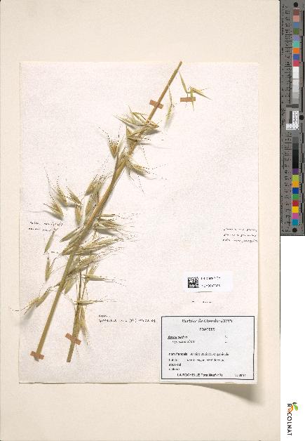 spécimen de Avena sativa