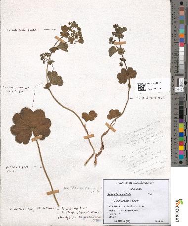 spécimen de Alchemilla monticola