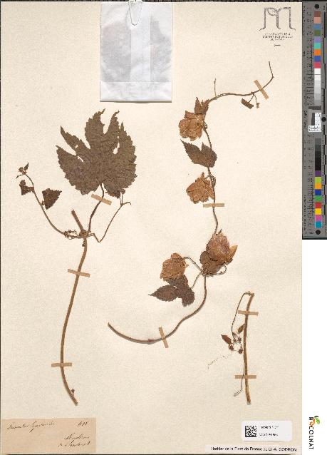 spécimen de Humulus lupulus
