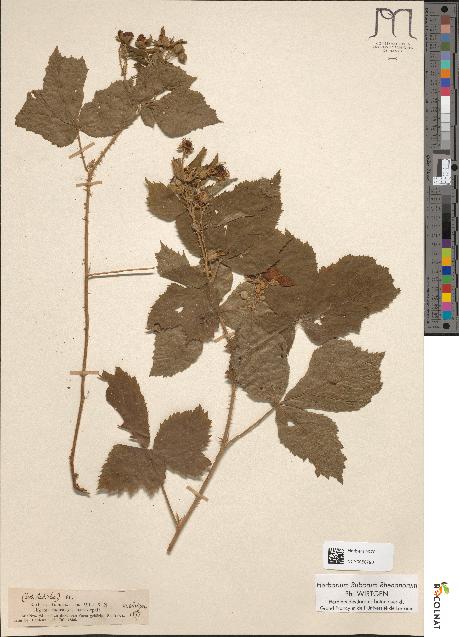 spécimen de Rubus dumetorum