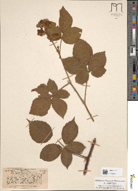 spécimen de Rubus delectus