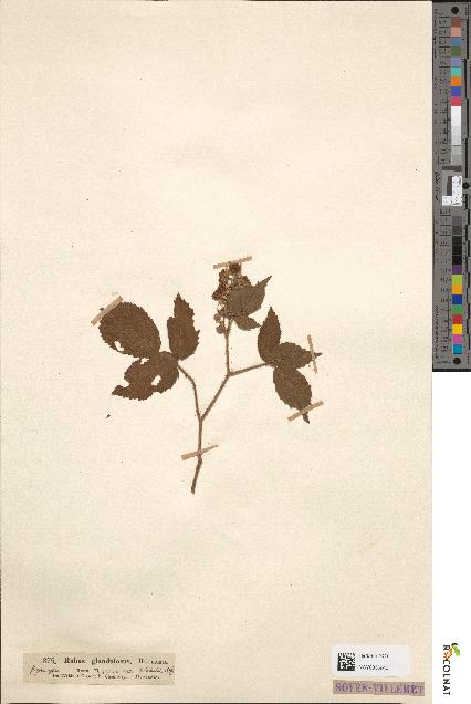 spécimen de Rubus hirtus