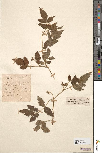 spécimen de Rubus rosaefolius