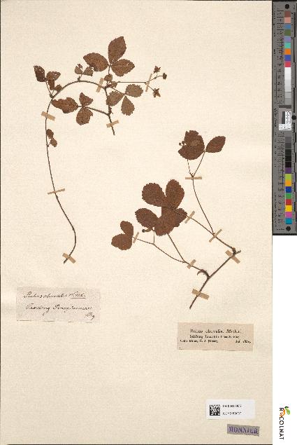 spécimen de Rubus obovalis