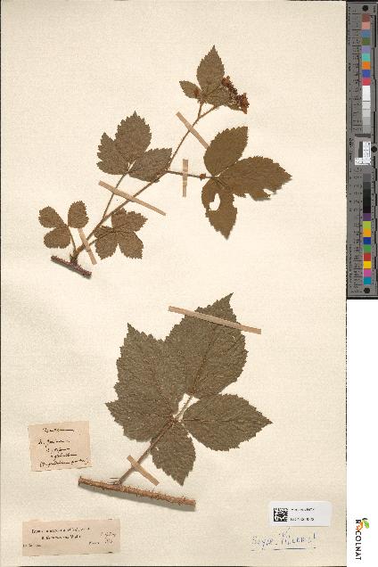 spécimen de Rubus serpens