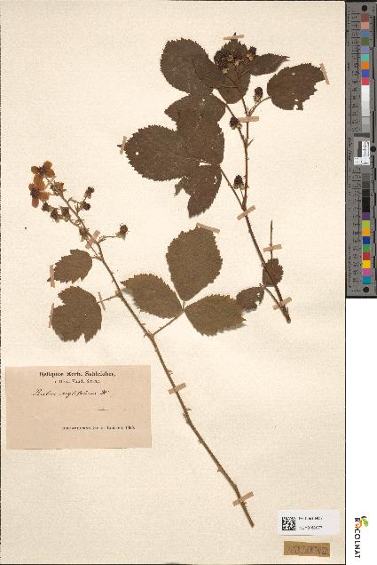 spécimen de Rubus corylifolius