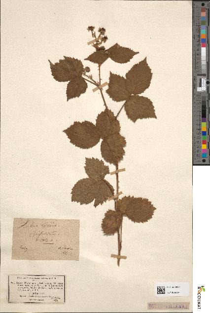 spécimen de Rubus wahlbergii