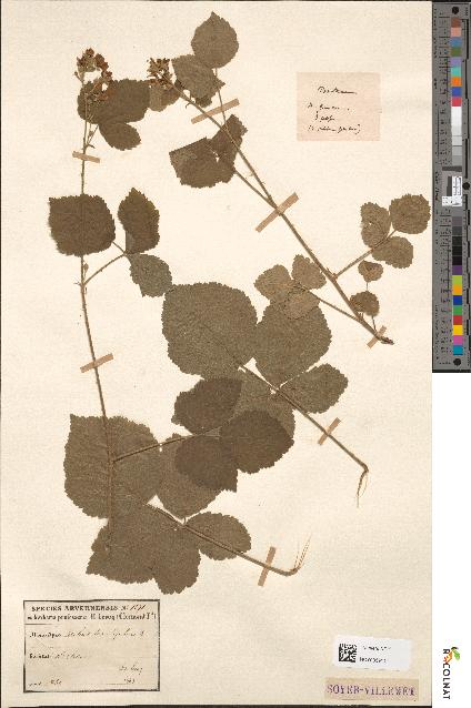 spécimen de Rubus corylifolius