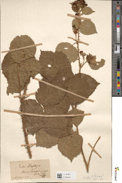 spécimen de Rubus dumetorum
