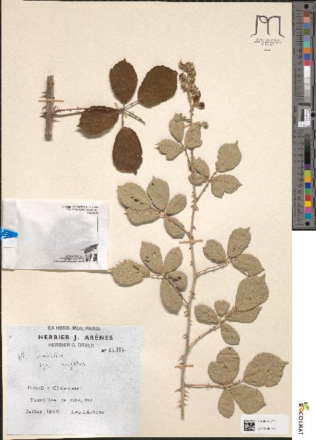 spécimen de Rubus ulmifolius