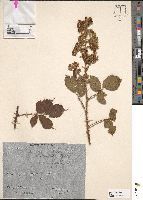 spécimen de Rubus obtruncatus