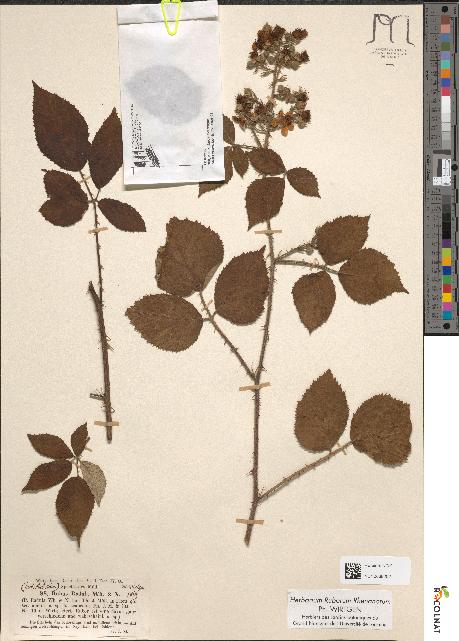 spécimen de Rubus radula