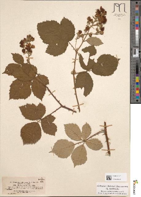 spécimen de Rubus robustus