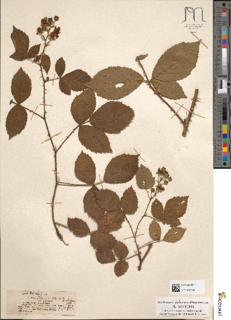 spécimen de Rubus pubescens