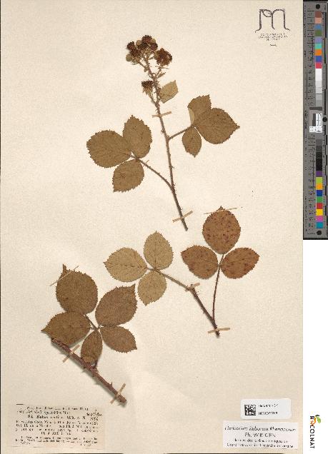 spécimen de Rubus macroacanthos