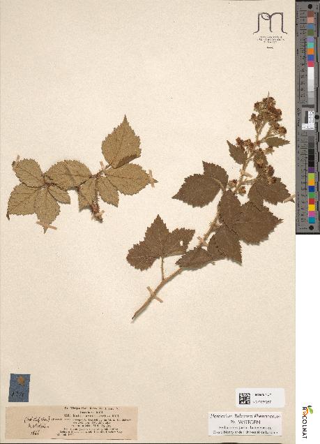 spécimen de Rubus pycnostachys