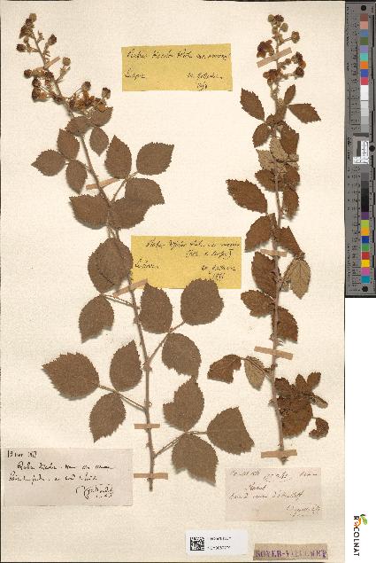 spécimen de Rubus discolor