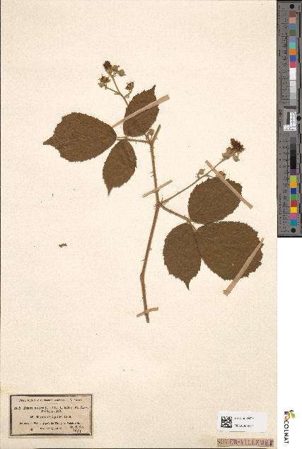 spécimen de Rubus micans