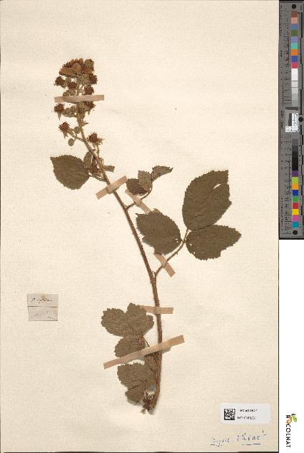 spécimen de Rubus septorum
