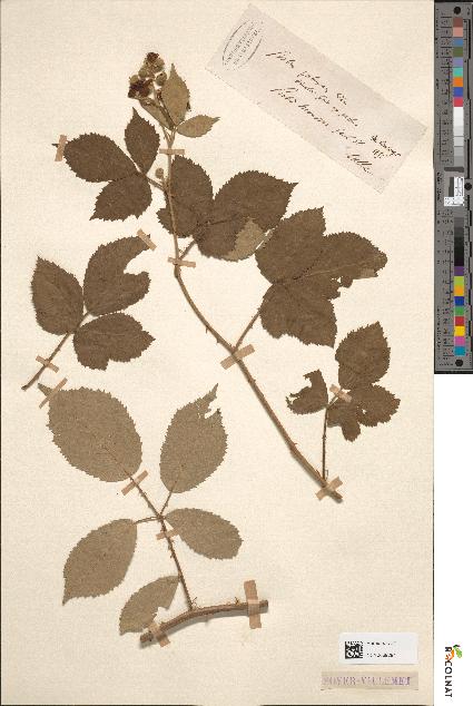 spécimen de Rubus thyrsoideus