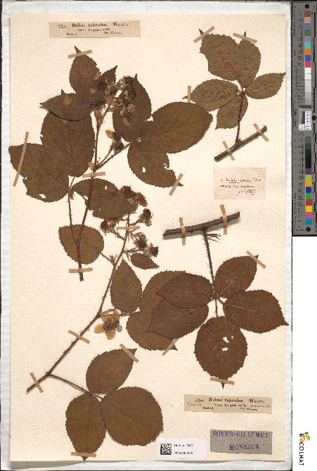 spécimen de Rubus rubeolus